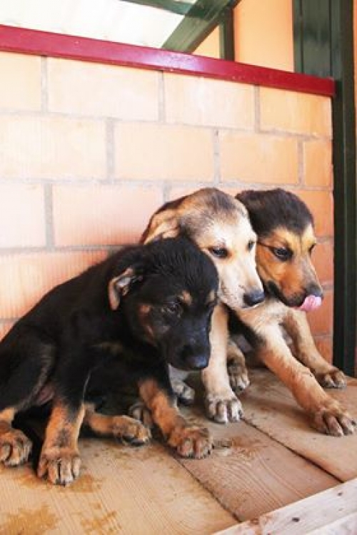 მეტისის ლეკვები უსახელო