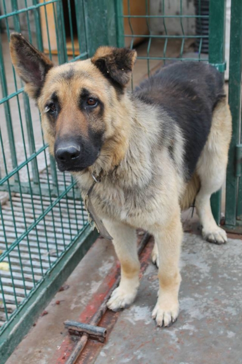 გერმანული ნაგაზი უსახელო