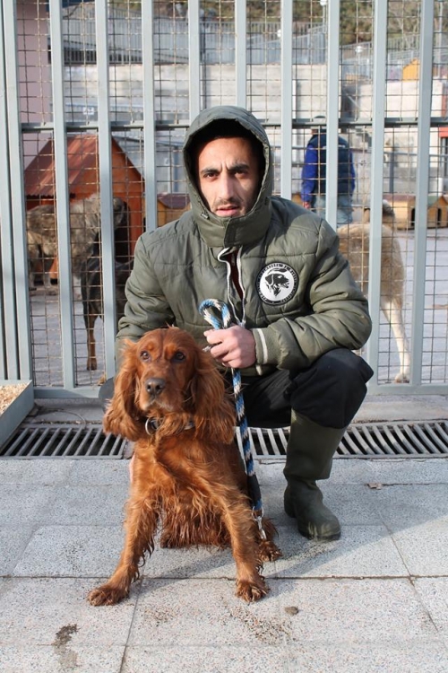 ინგლისური კოკერსპანელი უსახელო