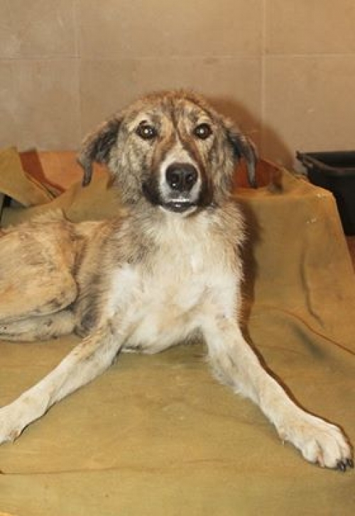 მეტისი უსახელო