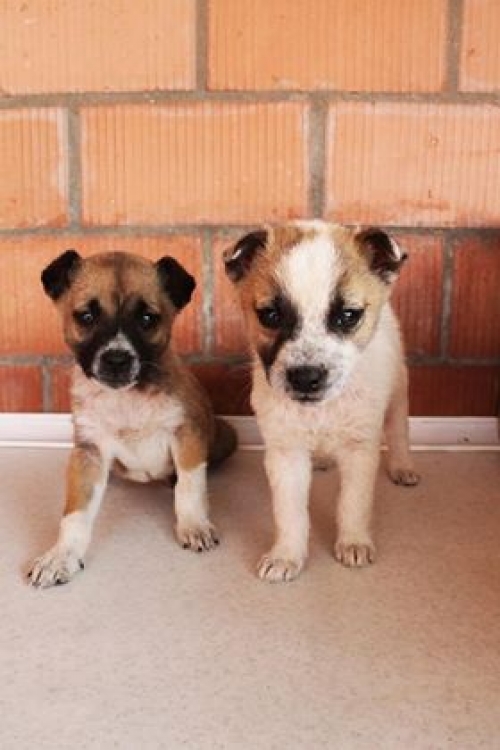 მეტისის ლეკვები უსახელო