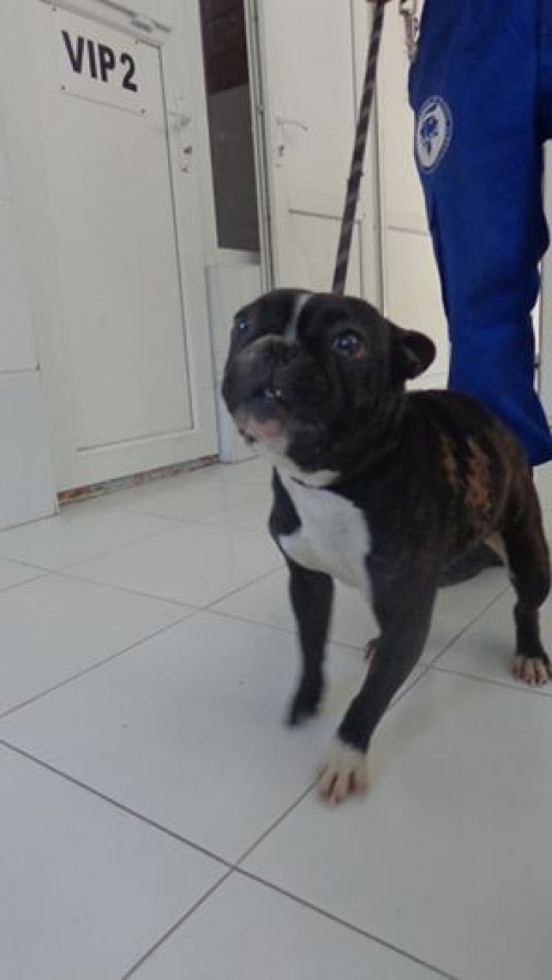 ფრანგული ბულდოგი უსახელო