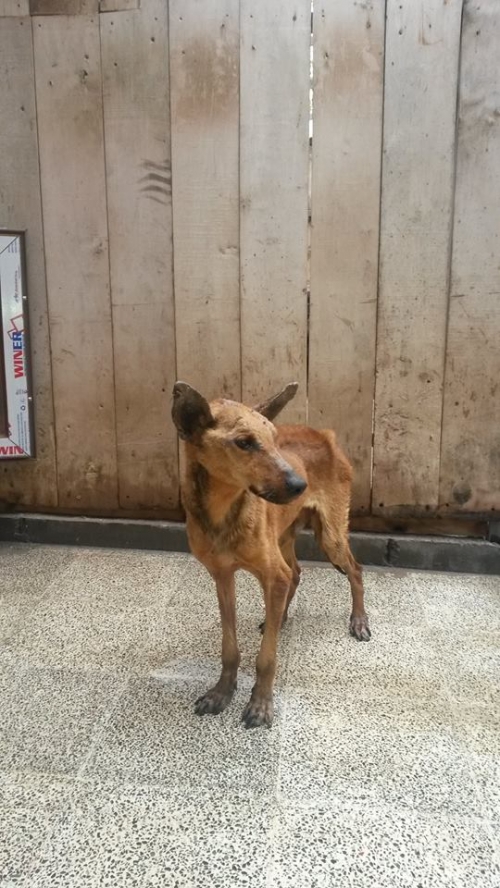 მეტისი ჩანგო