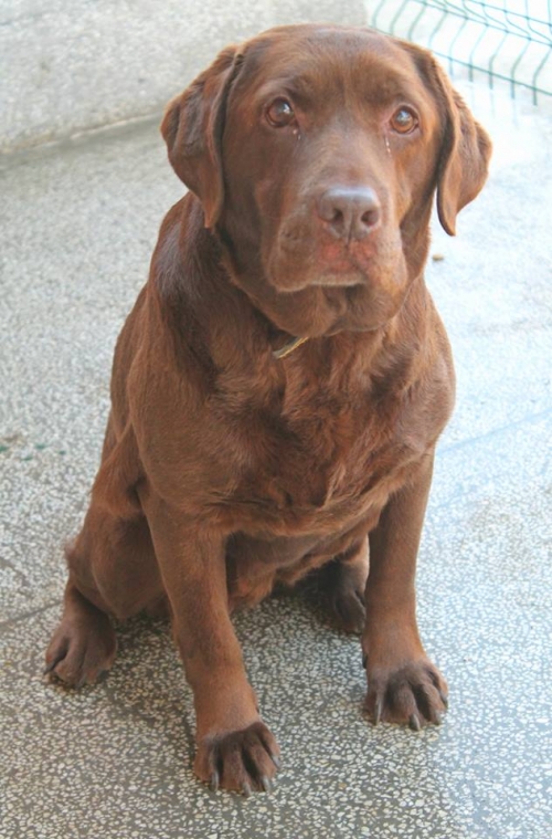 ლაბრადორი უსახელო