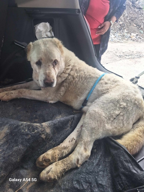 ქართული ნაგაზი დიდიდიღომი პეტრეიბერის 13