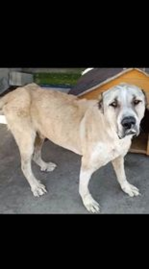 აზიური ნაგაზი თბილისის ზღვა