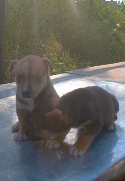 მეტისი უსახელო