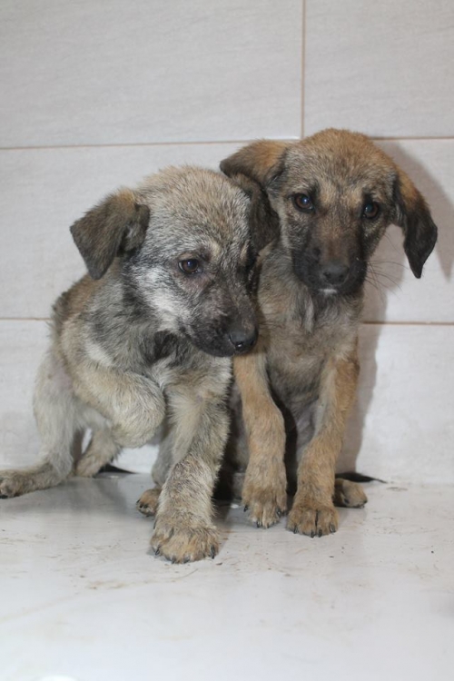 მეტისის ლეკვები უსახელო