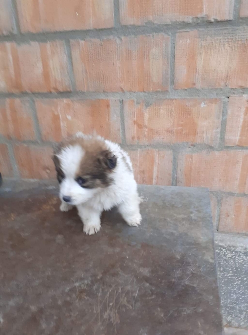 მეტისი უსახელო