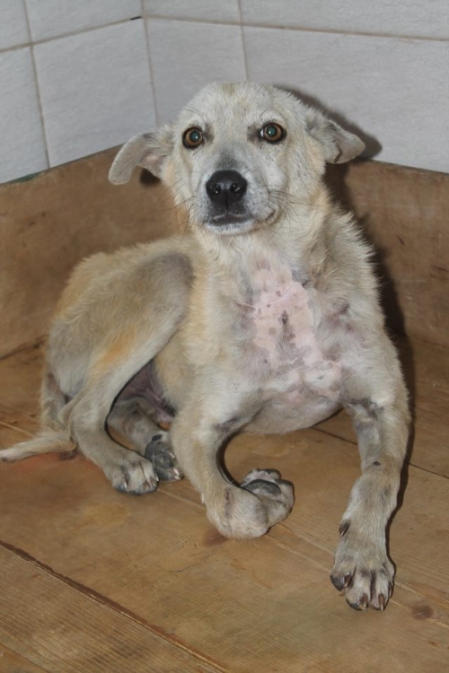 მეტისი უსახელო