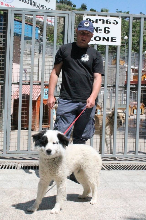 ლაიკის მეტისი უსახელო