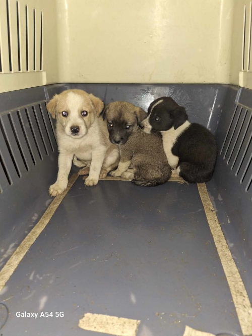 მეტისი დატოვეს დროებით უნდა დავაკვირდეთ