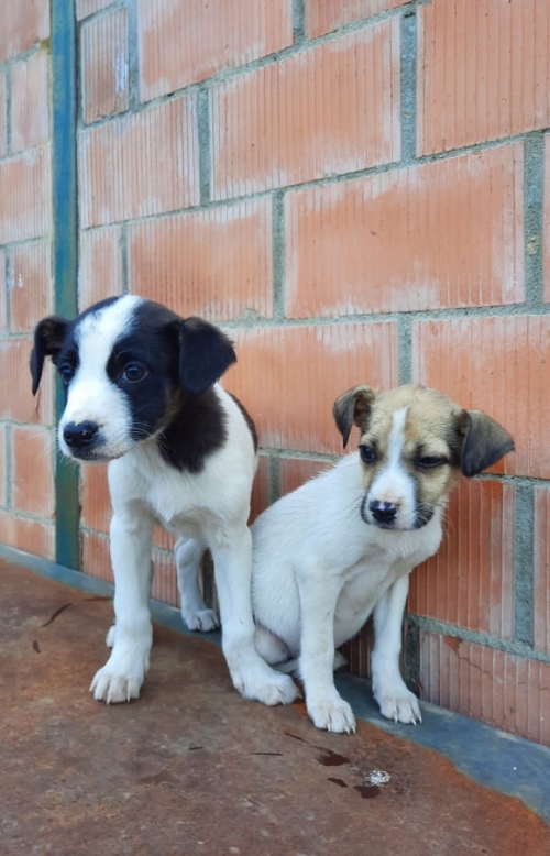 მეტისი გლდანში ნაპოვნია