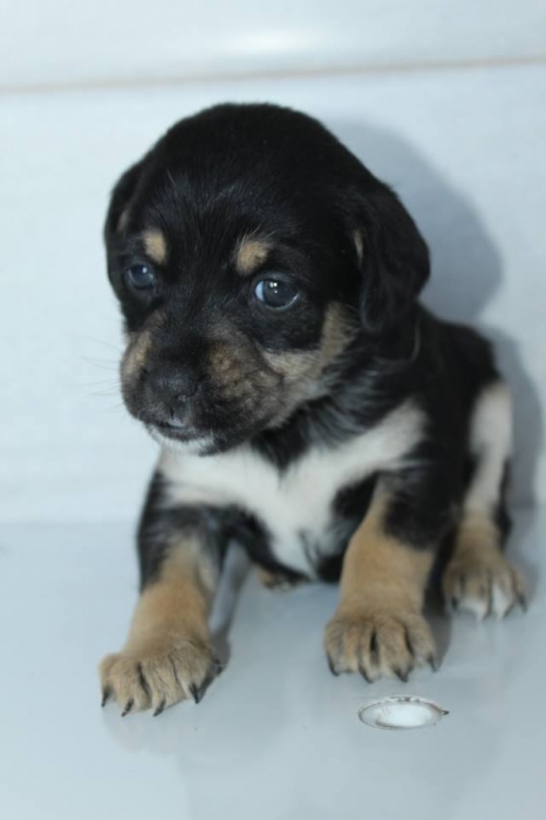 მეტისი უსახელო