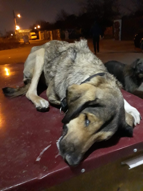 მეტისი მესი