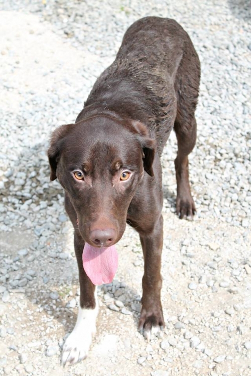 ლაბრადორის მეტისი ბუბუ