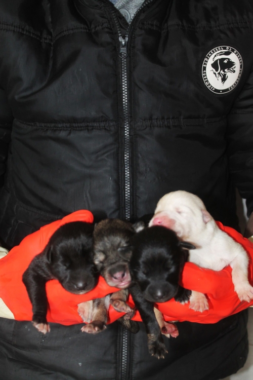 მეტისის ლეკვები უსახელო