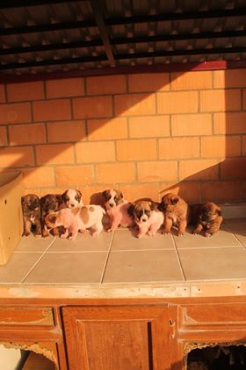 მეტისი უსახელო