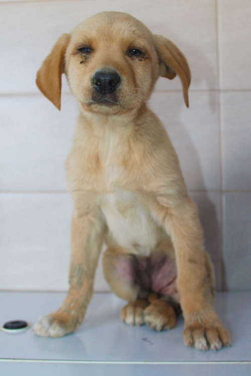 მეტისი უსახელო