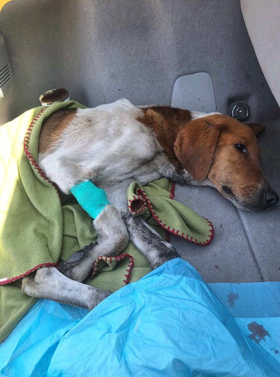 გონჩი. თელავი