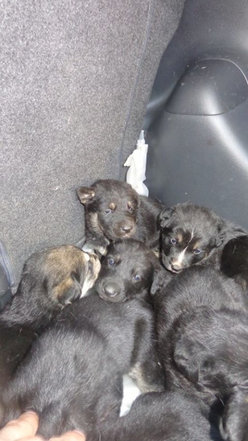 მეტისის ლეკვები უსახელოები