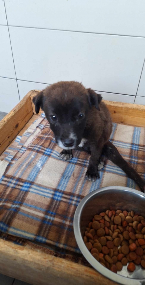 მეტისი სურამი