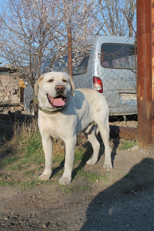 ლაბრადორი ბობო