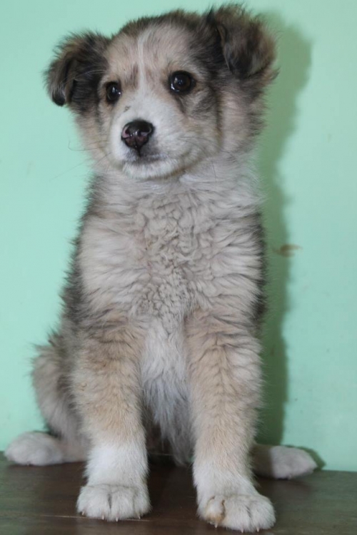 ქართული ქოფაკი უსახელო