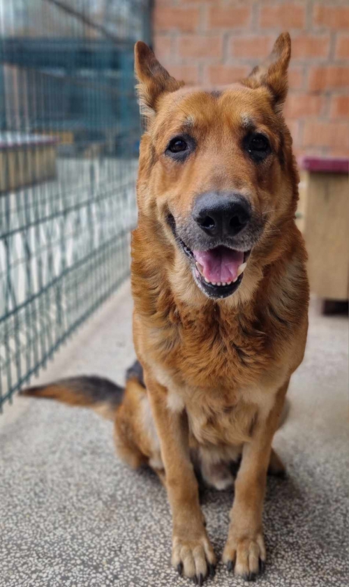 გერმანული ნაგაზი მაქსი