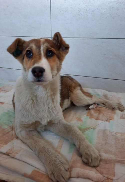 მეტისი ვაზისუბანი