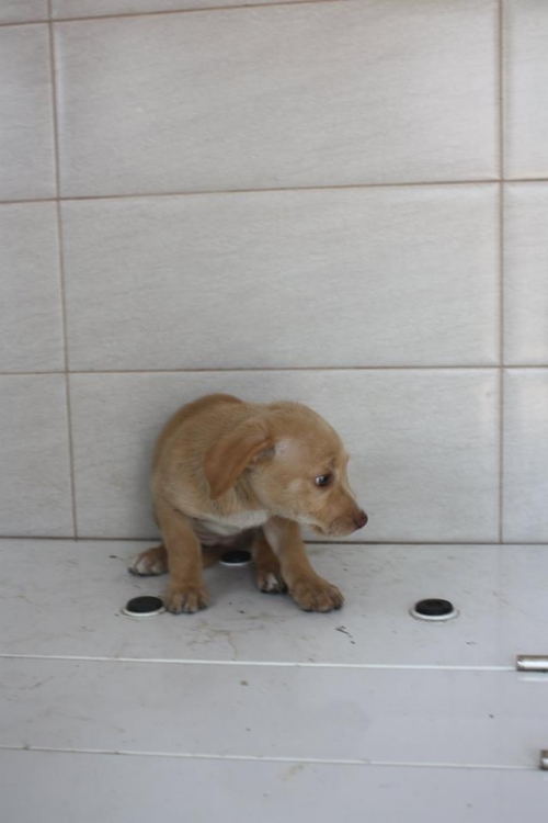 მეტისი უსახელო