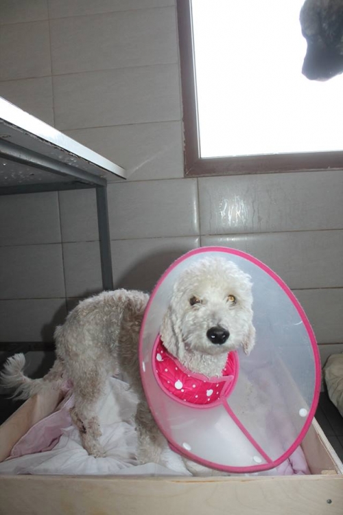 პუდელი კესი