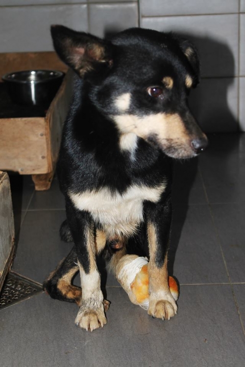 მეტისი უსახელო