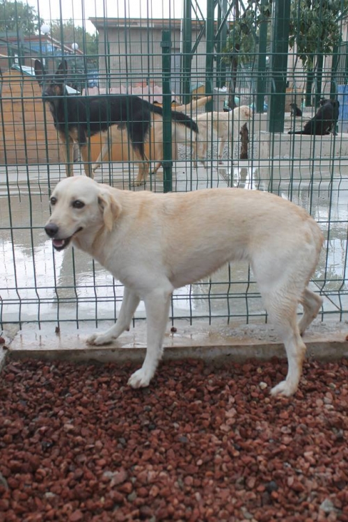 მეტისი უსახელო