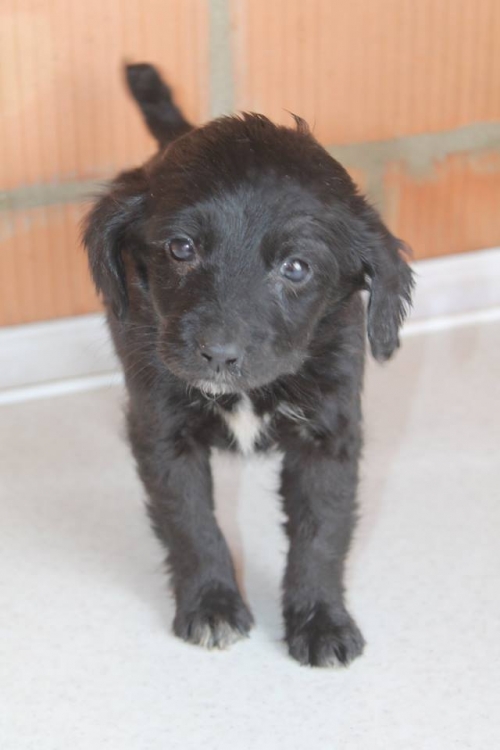 კოკერსპანიელი ლაკი