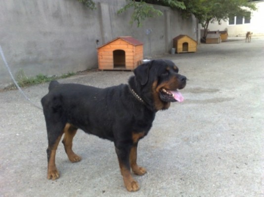 * გაჩუქებულები დიჩი