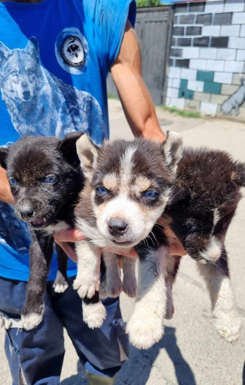 ლაიკა მცხეთა სოფელი ქანდა