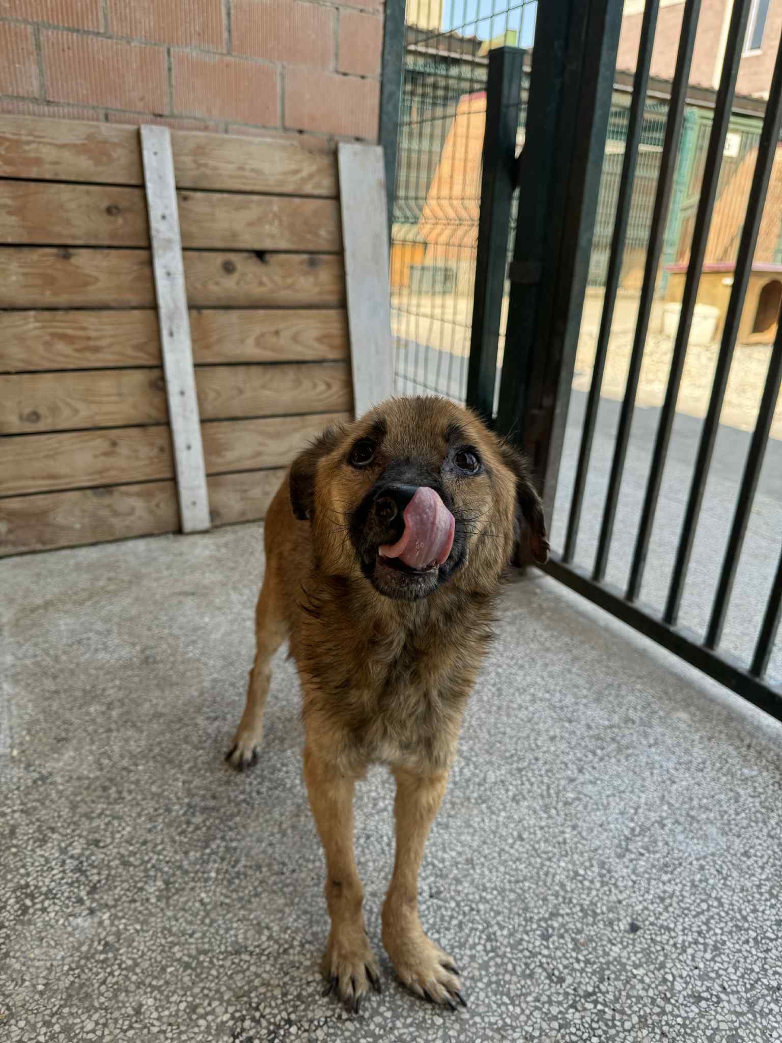 მეტისი. გორი