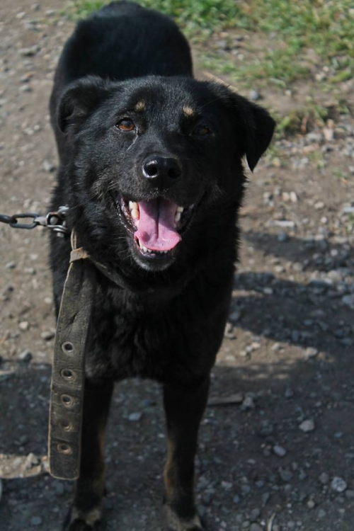 მეტისი პუსკა