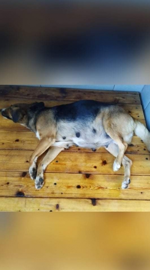 მეტისი ვარკეთილო