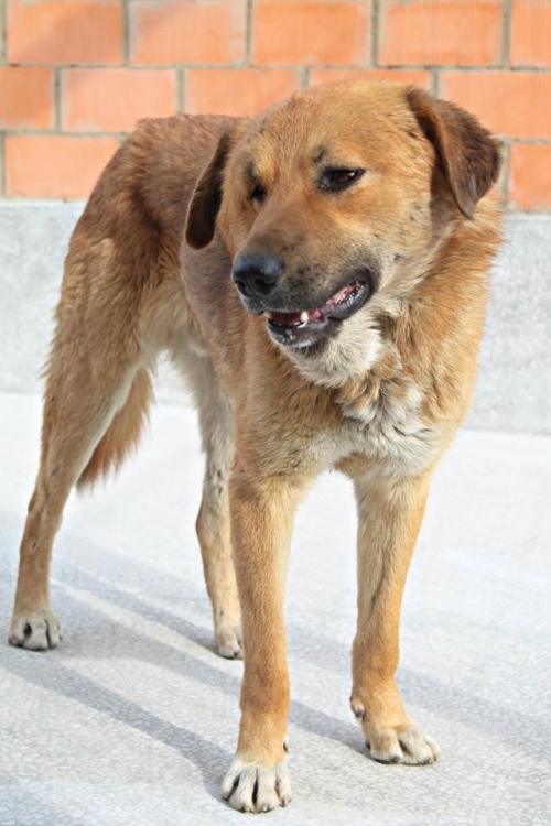 მეტისი ბობა