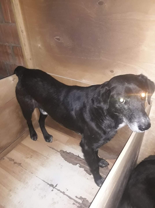 მეტისი უსახელო