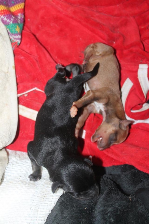 მეტისის ლეკვები უსახელო