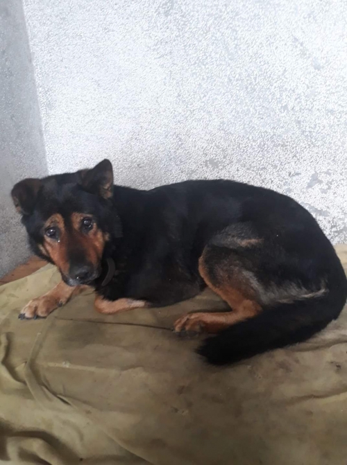 გერმანული ნაგაზი დუჩი