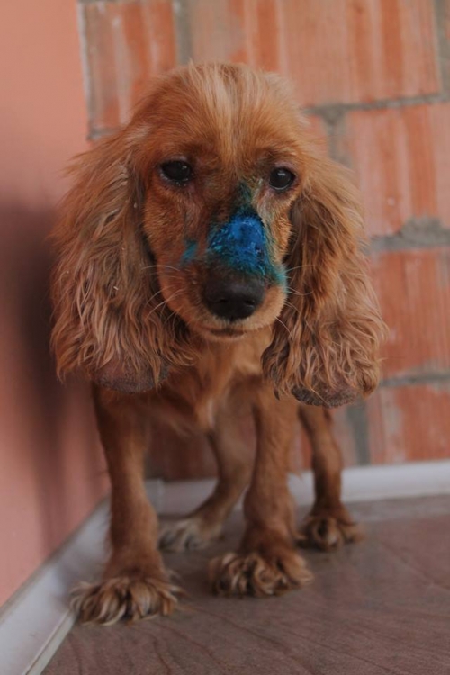 კოკერსპანიელი უსახელო