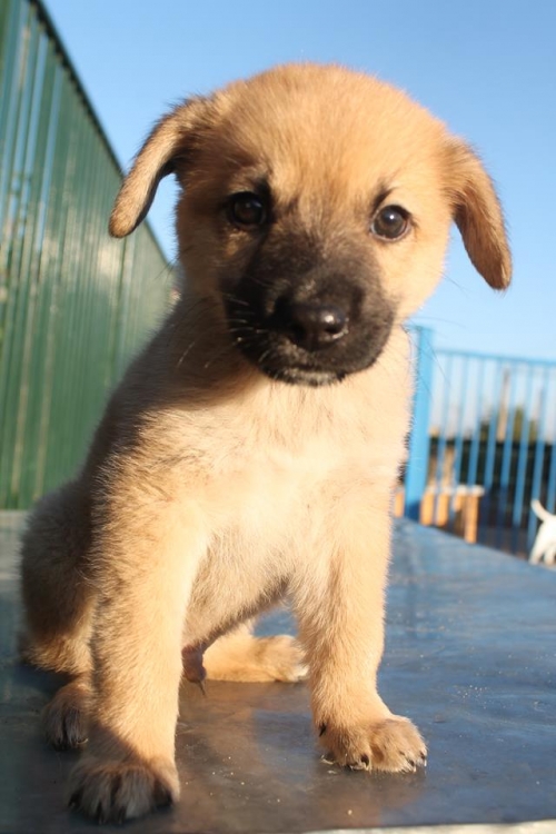 მეტისი უსახელო