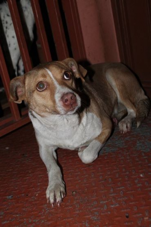 მეტისი ჭრელა