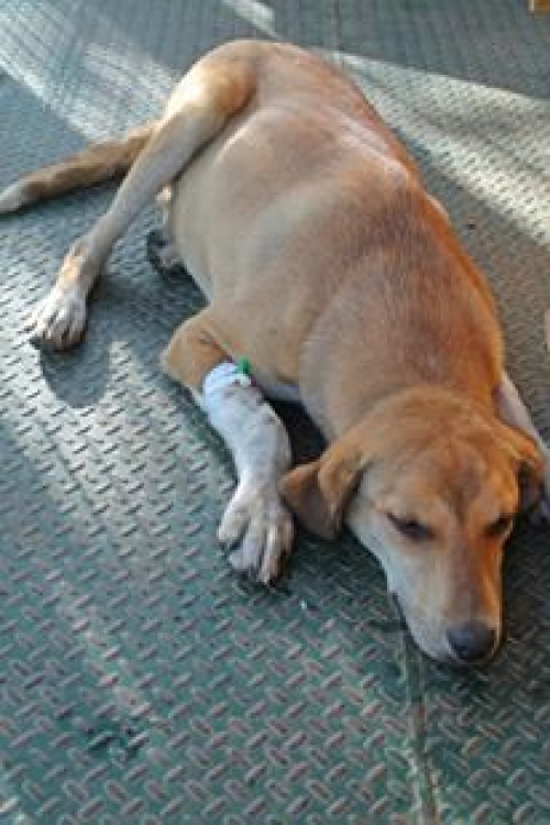 მეტისი უსახელო