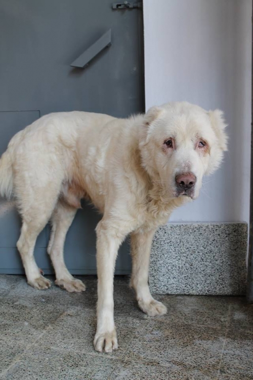 ქართული ნაგაზი უსახელო