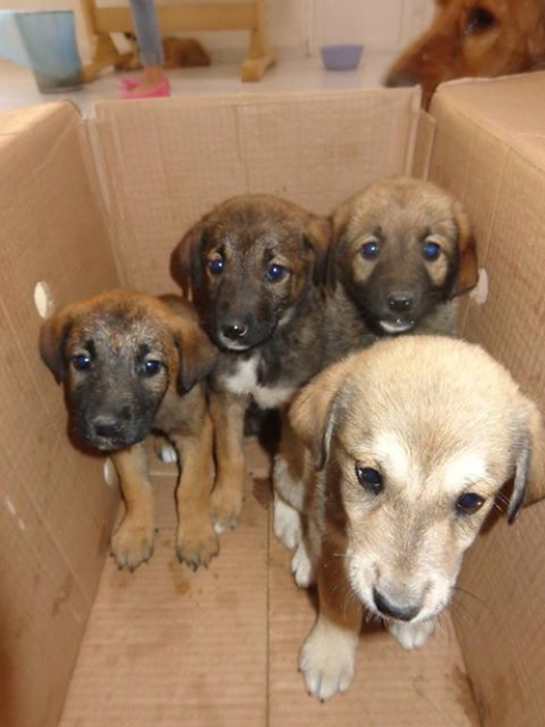 მეტისის ლეკვები უსახელოები